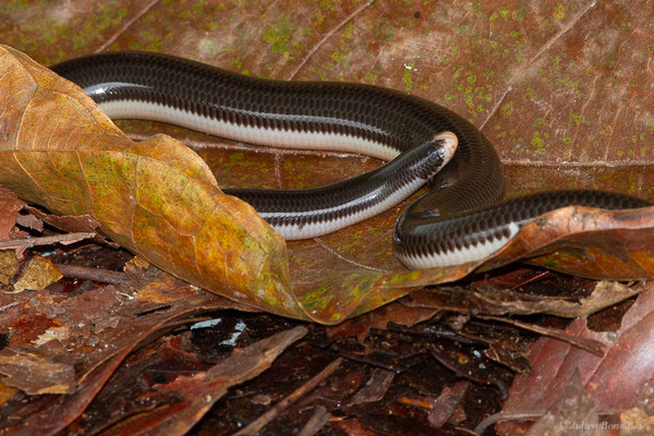 Typhlops réticulé — Amerotyphlops reticulatus (Linnaeus, 1758), (Montsinéry, Guyane, le 13/04/2017)