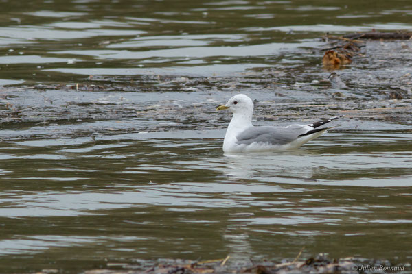 Goéland cendré — Larus canus Linnaeus, 1758, (Tarnos (64), France, le 12/03/2020)
