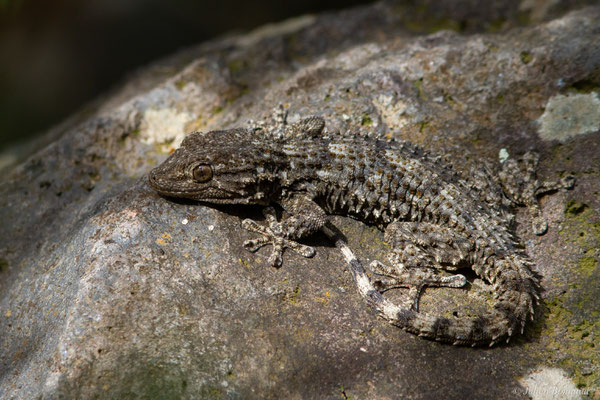 Tarente de Maurétanie — Tarentola mauritanica (Linnaeus, 1758), (Lac du Salagou, Clermont-l'Hérault (34), France, le 02/05/2025)