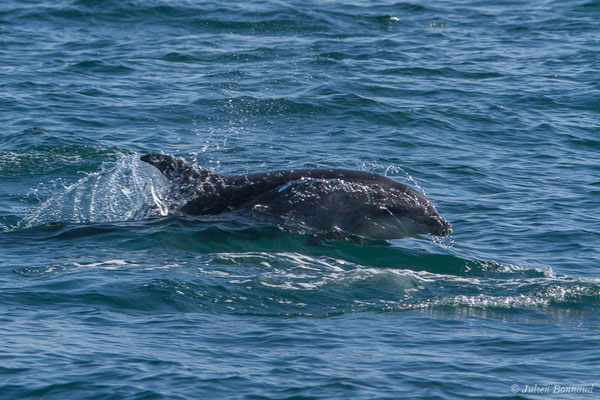 Grand dauphin commun ou Grand Dauphin – Tursiops truncatus (Montagu, 1821), (Saint-Jean-de-Luz (64), France, le 20/04/2019)