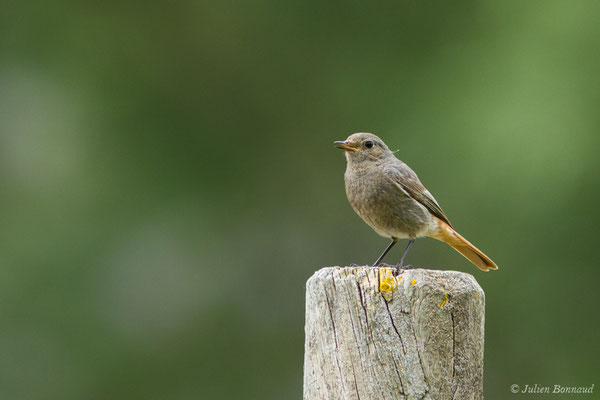 Rougequeue noir — Phoenicurus ochruros (Gmelin, SG, 1774), (Agos-Vidalos (65), France, le 25/05/2018)