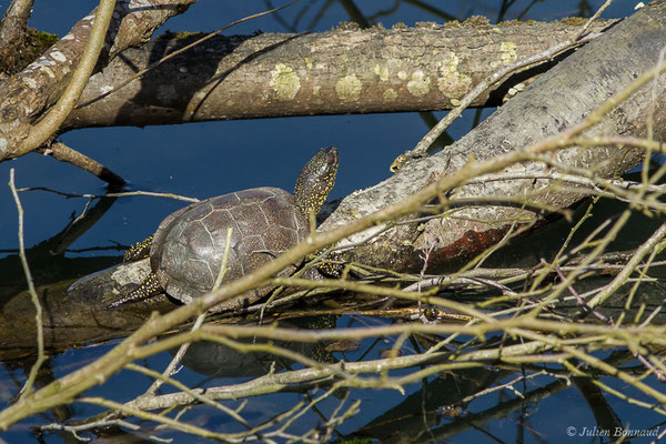 Cistude d'Europe — Emys orbicularis (Linnaeus, 1758), (Lac d'Orthez (64), le 16/03/2019)