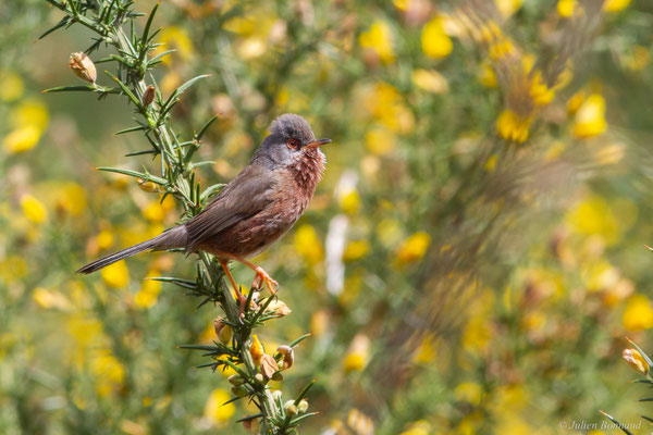 Fauvette pitchou — Curruca undata (Boddaert, 1783), (Saint-Martin-d'Oney (40), France, le 17/04/2025)