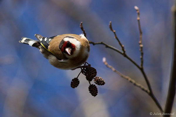 Chardonneret élégant — Carduelis carduelis (Linnaeus, 1758), (Artix (64), France, le 19/01/2020)