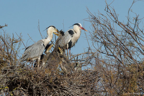 Héron cendré — Ardea cinerea Linnaeus, 1758, (Parc ornithologique de Pont de Gau (13), France, le 20/02/2020)