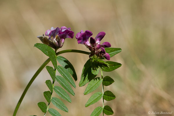 Vesce des haies — Vicia sepium L., 1753