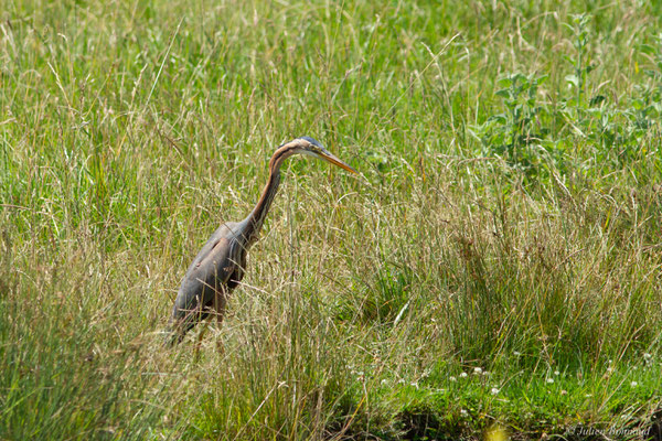 Héron pourpré — Ardea purpurea Linnaeus, 1766, (Saint-Thomas-de-Conac (17), France, le 21/06/2018)