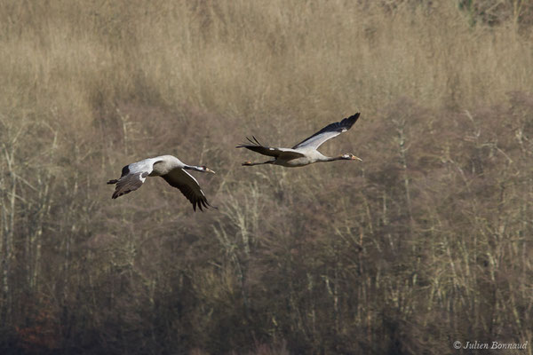 Grue cendrée – Grus grus (Linnaeus, 1758), (réserve des barthes de Saint-Martin-de-Seignanx (64), France, le 19/01/2019)