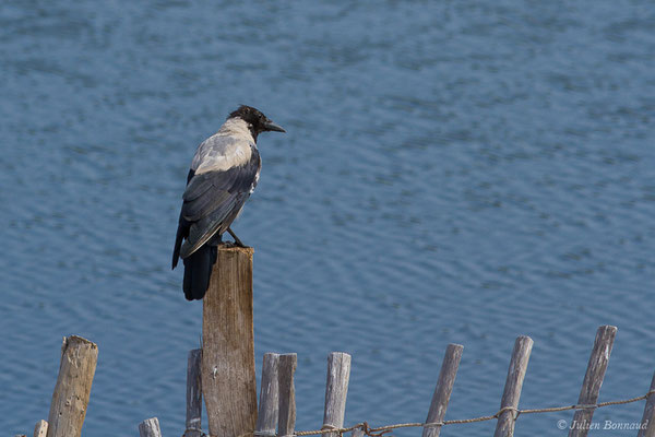 Corneille mantelée — Corvus cornix Linnaeus, 1758, (Ajaccio (2A), France, le 01/09/2019)