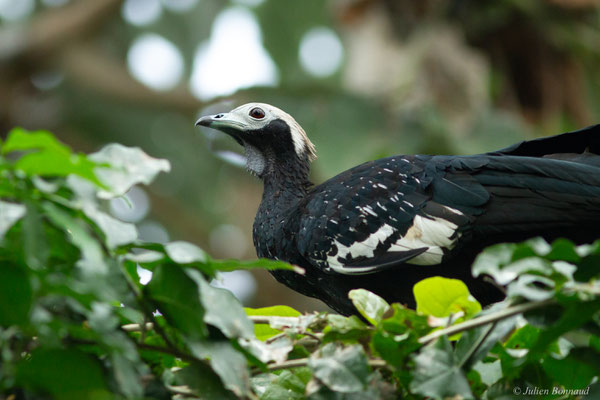 Pénélope à gorge bleue — Pipile cumanensis (Jacquin, 1784), (Parc zoologique de Paris, France, le 24/11/2016)