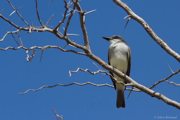 Tyran gris — Tyrannus dominicensis vorax Vieillot, 1819