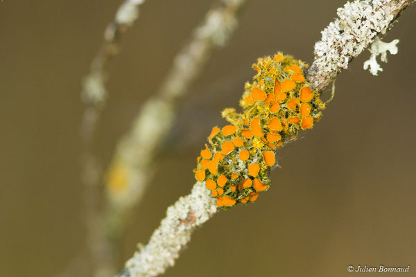 Teloschistes chrysophthalmus (