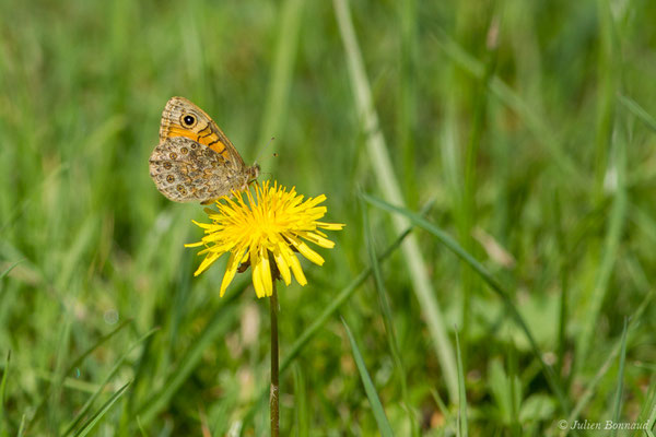 Mégère — Lasiommata megera (Linnaeus, 1767), (Eup (31), France, le 19/04/2018)