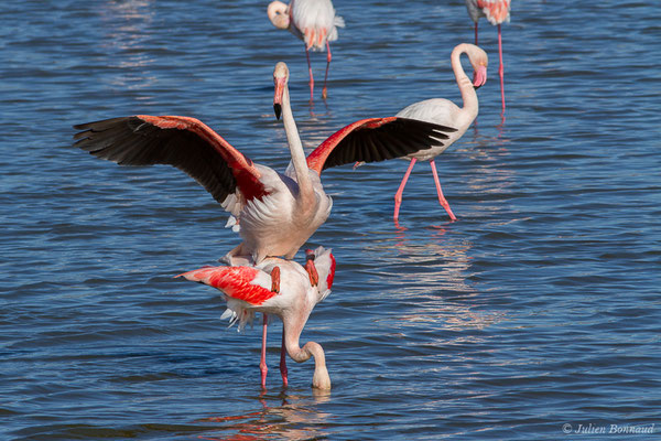 Flamant rose – Phoenicopterus roseus Pallas, 1811, (Parc ornithologique de Pont de Gau (13), France, le 20/02/2020)