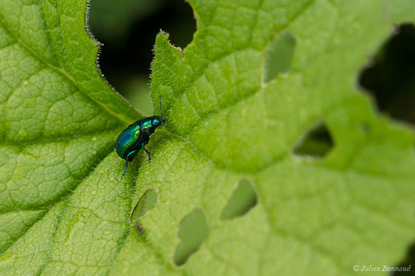 (Oreina speciosissima) (adulte) (Station de ski de Gourette, Eaux Bonnes (65), France, le 15/06/2020)