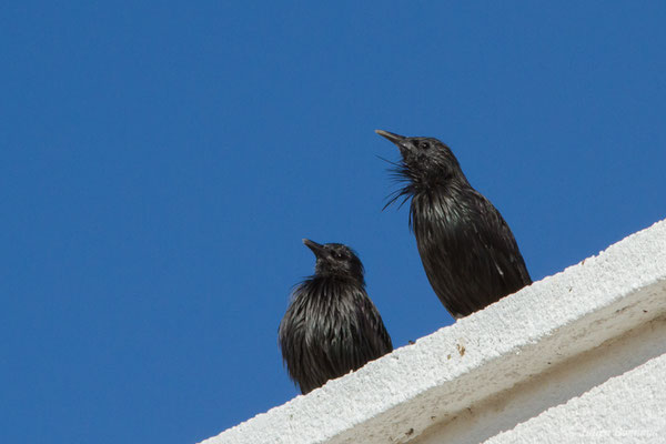 Étourneau unicolore — Sturnus unicolor Temminck, 1820, (en route vers Salamanque (Castille-et-León), Espagne, le 26/08/2018)