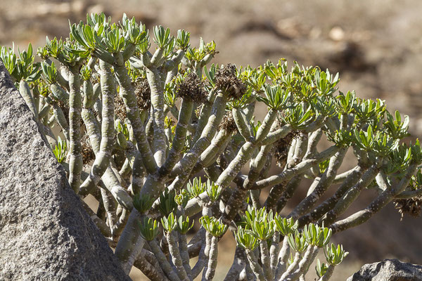 Kleinia neriifolia Haw. (1812), (Betancuria, Fuerteventura, (Iles Canaries, Espagne), le 17/02/2022)