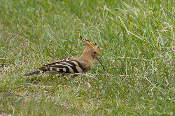 Huppe fasciée — Upupa epops Linnaeus, 1758, (Braud-et-Saint-Louis (33), France, le 09/05/2019)