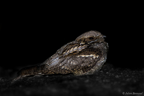 Engoulevent d'Europe – Caprimulgus europaeus Linnaeus, 1758, (mâle adulte) (Mazerolles (40), France, le 14/05/2020)