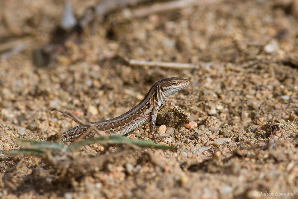 Lézard sicilien, Lézard des ruines — Podarcis siculus (Rafinesque-Schmaltz, 1810)