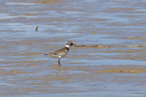 Gravelot semipalmé – Charadrius semipalmatus Bonaparte, 1825, (adulte, plumage internuptial) (Route des plages, Remire-Montjoly, Guyane, le 29/03/2017)