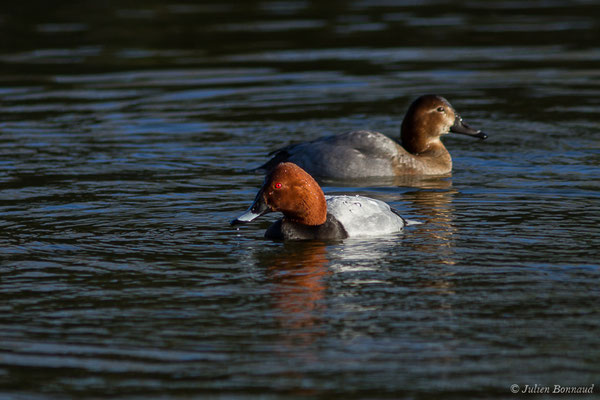 Fuligule milouin — Aythya ferina (Linnaeus, 1758), (couple en plumage nuptial) (Parc écologique Plaiaundi, Irun, Espagne, le 20/12/2020)