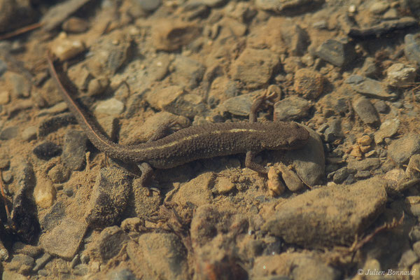 Calotriton des Pyrénées — Calotriton asper (Al. Dugès, 1852)