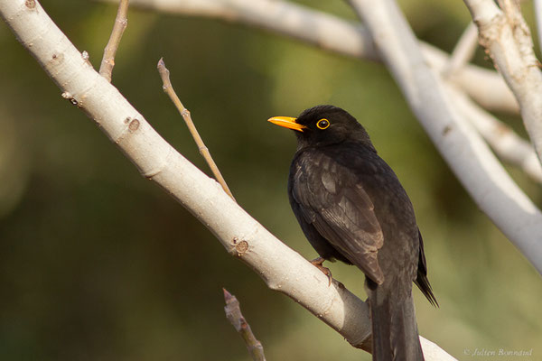 Merle noir — Turdus merula Linnaeus, 1758, (mâle adulte), (Ouzoud (Béni Mellal-Khénifra), Maroc, le 20/02/2023)