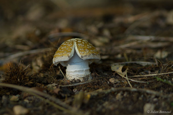 Amanite panthère (Amanita pantherina) ((87), France, le 29/06/2018)