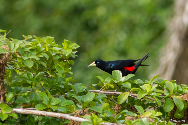 Cassique cul-rouge (Cacicus haemorrhous) (adulte) (Larivot, Matoury, le 25/02/2017)