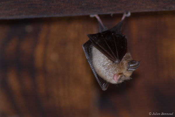 Petit rhinolophe — Rhinolophus hipposideros (Borkhausen, 1797)