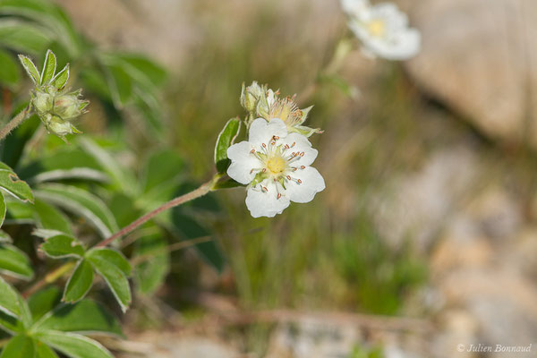 Alchémille de Hoppe ou Alchémille plissée — Alchemilla alpigena Buser, 1894, (Station de ski de Gourette, Eaux Bonnes (65), France, le 15/06/2020)