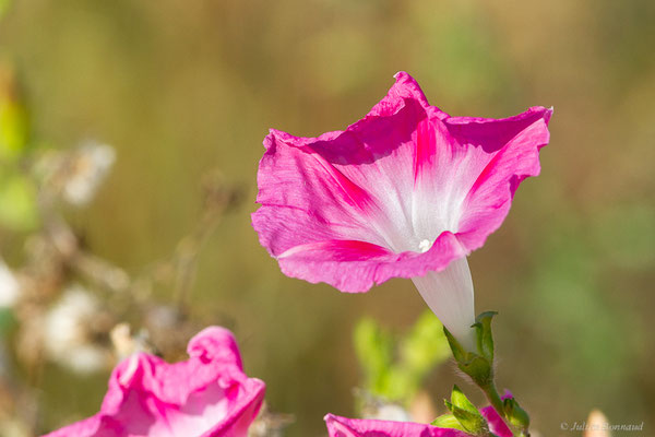 Ipomée pourpre — Ipomoea purpurea (L.) Roth, 1787, (Anglet (64), France, le 17/10/2023)