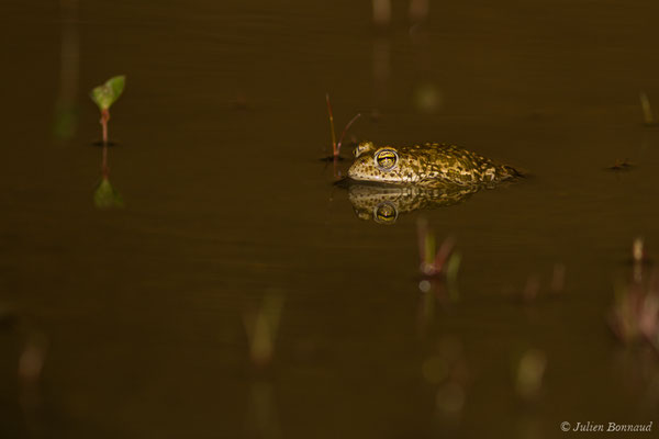 Crapaud calamite — Epidalea calamita (Laurenti, 1768)