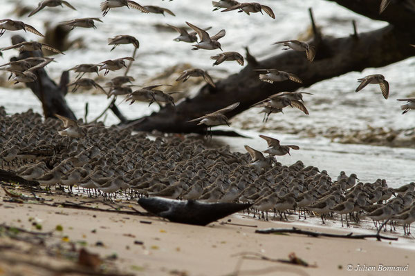 Bécasseau semipalmé — Calidris pusilla (Linnaeus, 1766), (Mana, Guyane, le 27/04/2017)