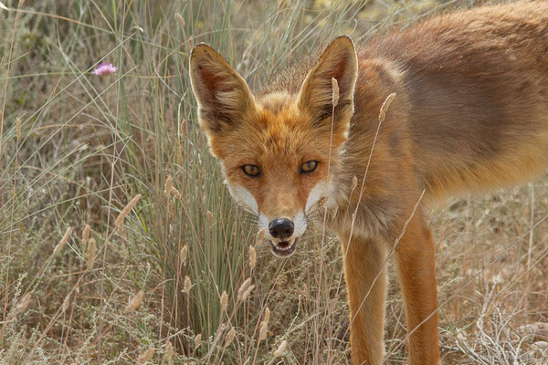 Renard roux — Vulpes vulpes (Linnaeus, 1758), (Parque Natural de las Bardenas, Navarre, Espagne, le 08/06/2022)