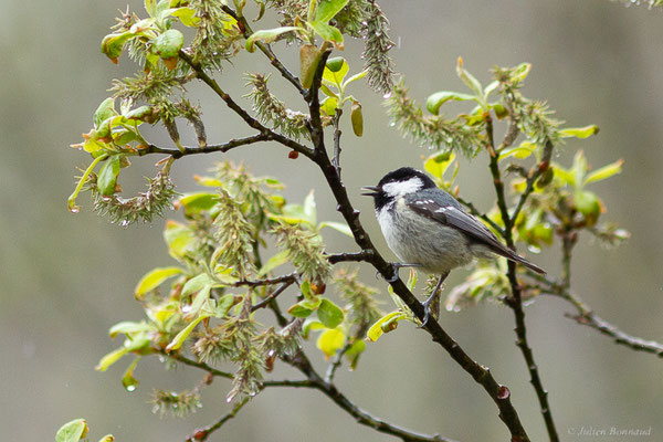 Mésange noire — Periparus ater (Linnaeus, 1758), (Etsaut (64), France, le 20/04/2022)