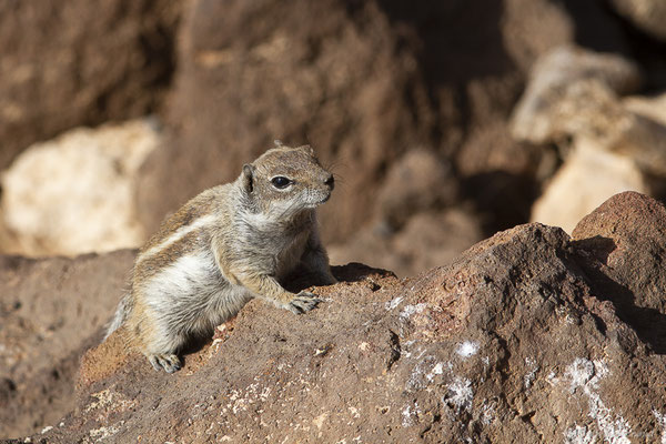 Écureuil de Barbarie — Atlantoxerus getulus (Linnaeus, 1758), (Esquinzo, Fuerteventura, (Iles Canaries, Espagne), le 14/02/2022)