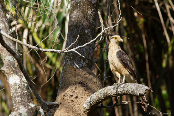 Caracara à tête jaune — Milvago chimachima (Vieillot, 1816), (adulte), (Iracoubo, Guyane, le 19/08/2016)