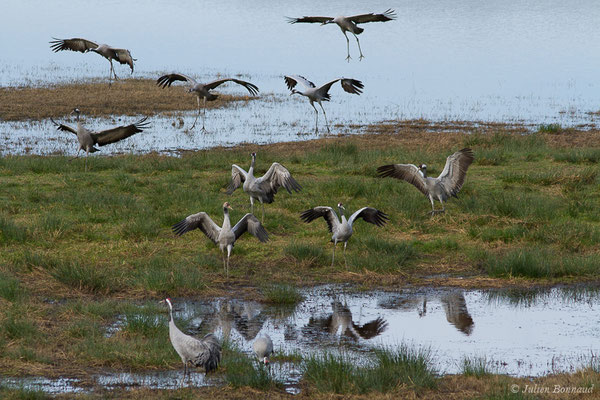 Grue cendrée – Grus grus (Linnaeus, 1758), (réserve des barthes de Saint-Martin-de-Seignanx (64), France, le 19/01/2019)