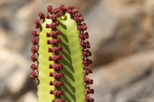 Euphorbe des Canaries – Euphorbia canariensis L., 1753, (Oasis Park, Fuerteventura, (Iles Canaries, Espagne), le 16/02/2022)