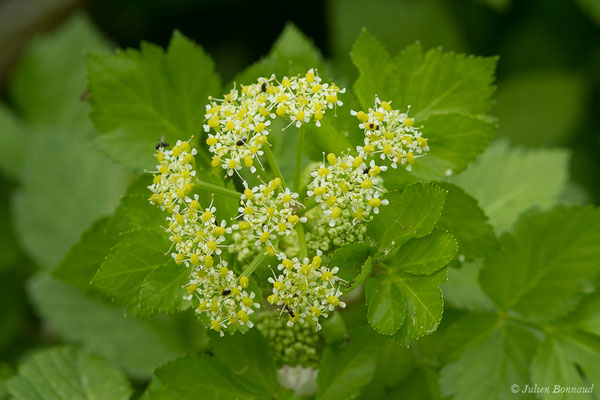 Maceron — Smyrnium olusatrum L., 1753, (Braud-et-Saint-Louis (33), France, le 05/03/2019)