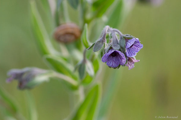 Cynoglosse de Crète — Cynoglossum creticum Mill., 1768, (Mireval (34), France, le 02/05/2025)