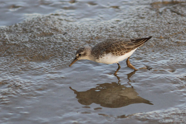 Bécasseau semipalmé — Calidris pusilla (Linnaeus, 1766)