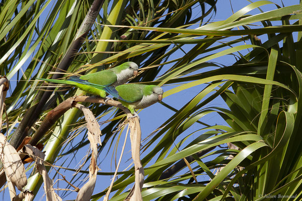 Conure veuve — Myiopsitta monacha (Boddaert, 1783), (Morro Jable, Fuerteventura, (Iles Canaries, Espagne), le 14/02/2022)