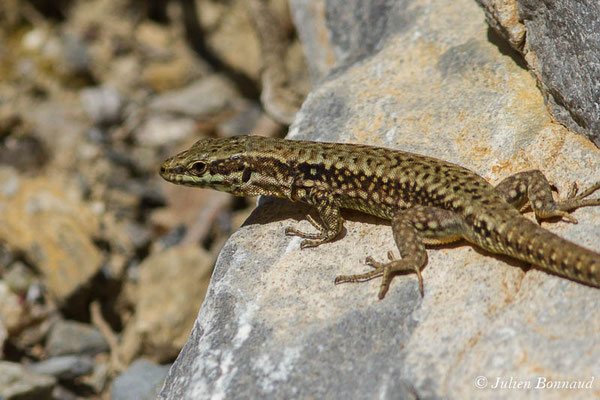 Lézard des murailles — Podarcis muralis (Laurenti, 1768), (Etsaut (64), France, le 23/04/2021)