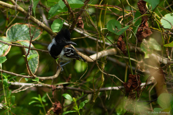 Batara huppé — Sakesphorus canadensis (Linnaeus, 1766), (Mana, Guyane, le 19/08/2016)