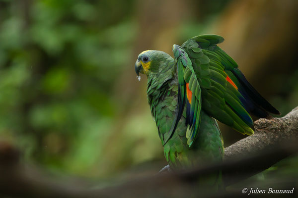 Amazone aourou (Amazona amazonica) (adulte) (Zoo de Guyane, le 30/07/2016)