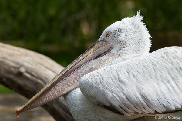 Pélican frisé — Pelecanus crispus Bruch, 1832, (Par animalier des Pyrénées, Argelès-Gazost (65), France, le 30/05/2021)