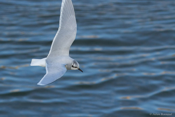 Mouette pygmée — Hydrocoloeus minutus (Pallas, 1776), (Capbreton (40), France, le 02/12/2022)